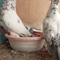 کفتر|پرنده|سیرجان, |دیوار