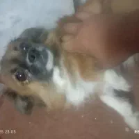 دو عدد توله سگ با نژاد خاص وسه عدد سگ ماده|سگ|حمیدیا, |دیوار