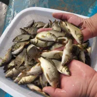انواع ماهی زنده آمور کپور فتیفاک گرمابی|ماهی|گرگان, |دیوار