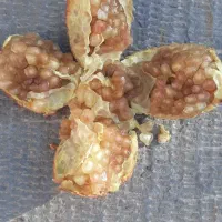 محصول انار|فعالیت داوطلبانه|کرمان, |دیوار