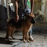 سگ ژرمن شپرد