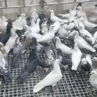 ۱۵۰ عدد پرشی|پرنده|اصفهان, عطار نیشابوری|دیوار