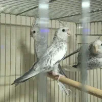 جوجه عروس، بالغ، گرینچیک مولد، لونه