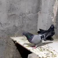 کبوتر|پرنده|شهرکرد, |دیوار