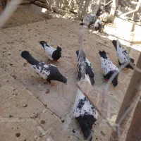 کبوتر سینه سیاه|پرنده|فسا, |دیوار