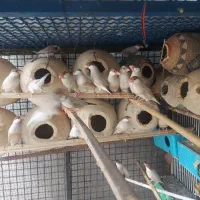 فنچ نرگسی|پرنده|بندرعباس, |دیوار