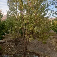 درخت چند ساله...|حراج|شهرضا, |دیوار