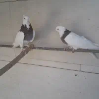 کبوتر جوان|پرنده|استهبان, |دیوار