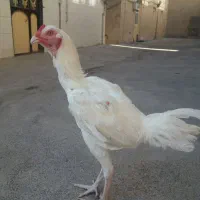 فروش جوجه خروس افغان