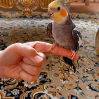 عروس هلندی نر|پرنده|مشهد, نکاح|دیوار