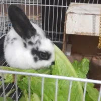 خرگوش سیاه و سفید بانمک