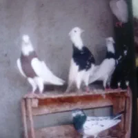 تعدادی سیاه آبادان و طوقی درجه یک|پرنده|بندر گناوه, |دیوار