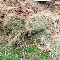 فروش یونجه خشک