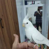 عروس هلندی نر البینو