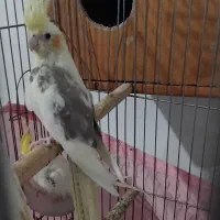 عروس هلندی لوتینو تکخال