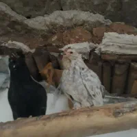 مرغ های گلچین شده در نورآباد ممسنی|حیوانات مزرعه|رستم, |دیوار