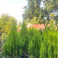 گلهای فضای سبز|گل و گیاه طبیعی|واجارگاه, |دیوار