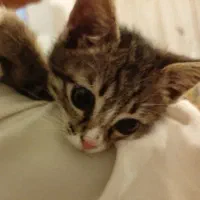 گربه