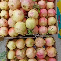 محصولات طارم|عمده‌فروشی|زنجان, |دیوار