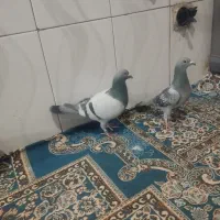 کبوتر رنگی|پرنده|پسکوه, |دیوار