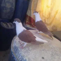 کفتر افغانی