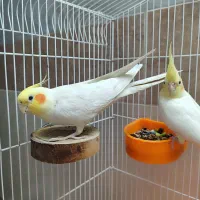 عروس هلندی لوتینو نر و ماده