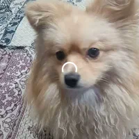 سگ نر نژاد پامر اصلی یکساله|سگ|شیراز, شیخ علی چوپان|دیوار