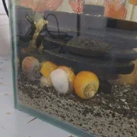 حلزون ( حلزون سیب )