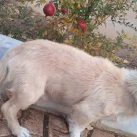 واگذاری سگ تریر|سگ|پردیس, فاز ۶|دیوار