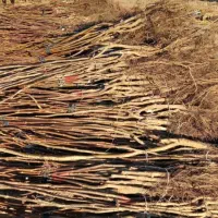 نهالستان فروش ویژه نهال های پربار تضمینی