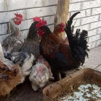 مرغ خروس محلی|حیوانات مزرعه|کرمان, |دیوار