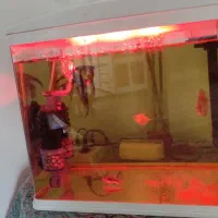 اکواریوم ماهیران m20 به همراه آنجل بزرگ و دیکس و .