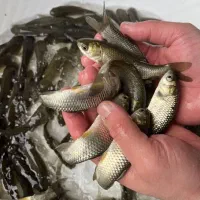 فروش بچه ماهی پرورشی کپور و امور