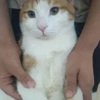 قیمت۳تومن|گربه|یزد, |دیوار