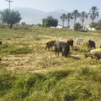 سرمایه گذاری