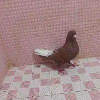 سینه .طوقی. خال. دم سفید . نیم تنه