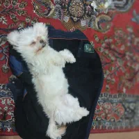 فروش طوله سگ 1سال۴ماه سنش ماده هست|سگ|اردبیل, |دیوار