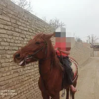 اسب نریان|اسب و تجهیزات اسبسواری|اصفهان, اشکاوند|دیوار