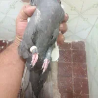 کفتر جفتی|پرنده|شیراز, شهرک والفجر|دیوار