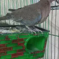 کبوتر خانگی|پرنده|زهک, |دیوار