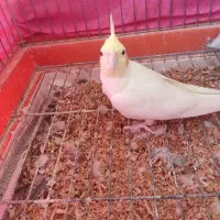 جفت عروس هلندی بالغ|پرنده|شاهین‌شهر, خانه کارگر|دیوار