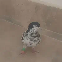 کبوتر (کفتر)  افشون. دم سفید|پرنده|مشهد, ادیب نیشابوری (شهرک غرب)|دیوار