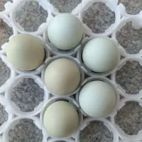 جوجه آراکانا و لاکنزی تخم آبی|حیوانات مزرعه|مشهد, طرق|دیوار