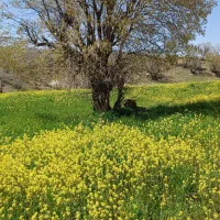 زمین گلخانه