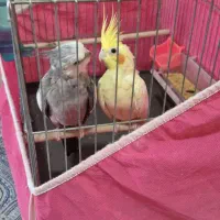 عروس هلندی مولد