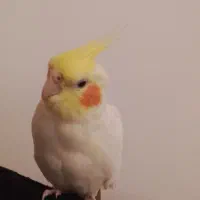 عروس گ.م شده