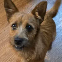 واگذاری یک قلاده توله نر