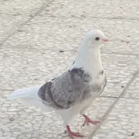 هما سرور نر