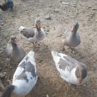 ماهی آکواریومی گیاه خوار و غاز|ماهی|مرودشت, دولت آباد|دیوار