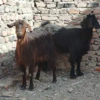 دو تا بز جوان و سالم|حیوانات مزرعه|زاهدان, |دیوار